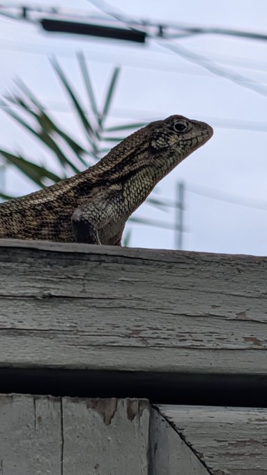 A brown and black patterned lizard rests on a weathered gray wooden ledge, with a plant and power lines visible in the background.