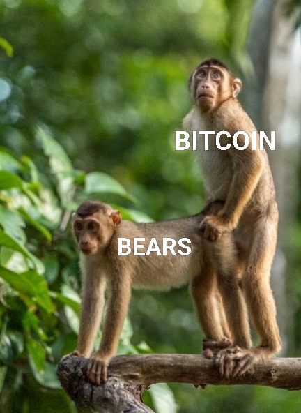 This image shows two monkeys on a branch, labeled "BITCOIN" and "BEARS," visually representing the volatility of the crypto market. The "BEARS" monkey is carrying the "BITCOIN" monkey, suggesting a bearish market trend where Bitcoin's value is falling.