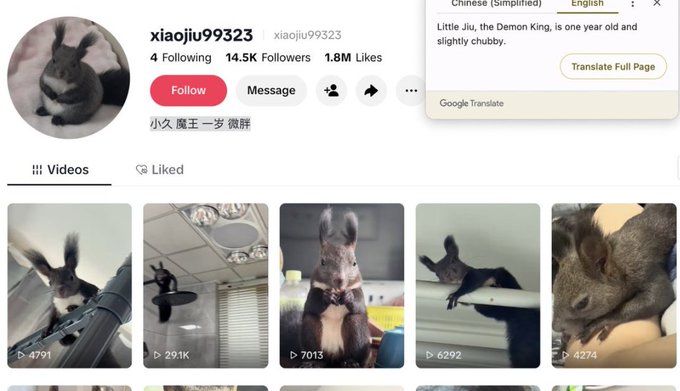 A screenshot of a TikTok profile for user 'xiaojiu99323' showing 14.5K Followers and 1.8M Likes, featuring videos of a chinchilla; a Google Translate popup reads 'Little Jiu, the Demon King, is one year old and slightly chubby.'