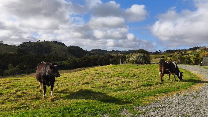 Two black and white cows graze in a green pasture under a partly cloudy blue sky, with rolling hills in the background and a gravel path to the right.