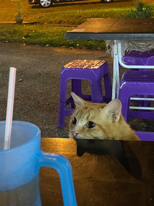 An orange tabby cat peeks out from behind a wooden ledge in an outdoor nighttime setting, with purple plastic stools and a blue cup with a straw visible nearby.