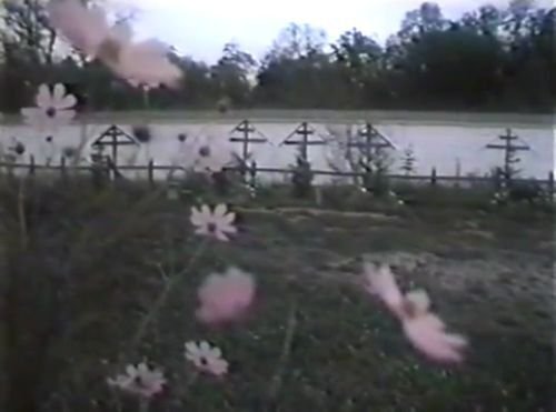 A row of wooden crosses stands in a misty cemetery by a lake, framed by soft pink cosmos flowers swaying in the foreground. The somber, reflective scene of memorialization contrasts with the post's critique of gatekeeping and materialistic status-chasing, suggesting a call for more meaningful, community-oriented values over superficial hype.