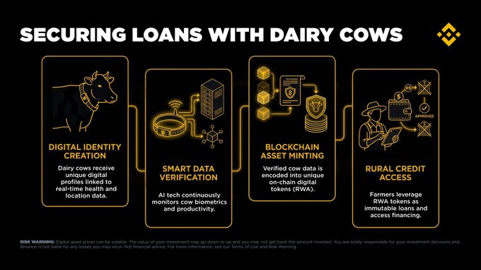 An infographic titled 'SECURING LOANS WITH DAIRY COWS' from Binance, illustrating a four-step process: Digital Identity Creation, Smart Data Verification, Blockchain Asset Minting, and Rural Credit Access.