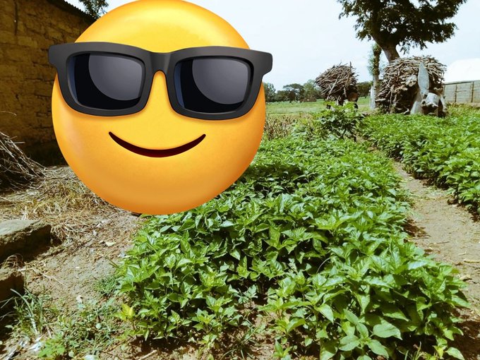 An emoji wearing sunglasses is edited onto a photo of a lush green vegetable garden next to a rustic building.