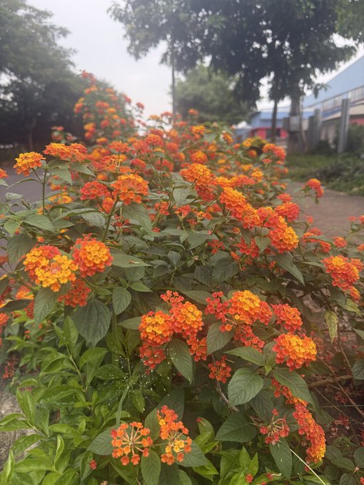 A bush of vibrant orange and yellow Lantana flowers in bloom alongside a paved walkway with trees and buildings in the background.