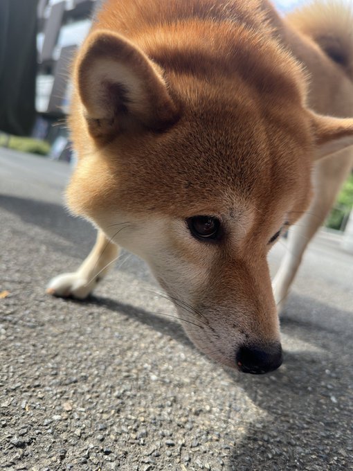 A close-up photo of a Shiba Inu dog with reddish-brown fur looking down toward the camera on a paved outdoor surface.