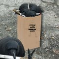 A small bird perched on top of a cardboard sign that reads 'FREE CANDY!', with a black dog standing nearby.