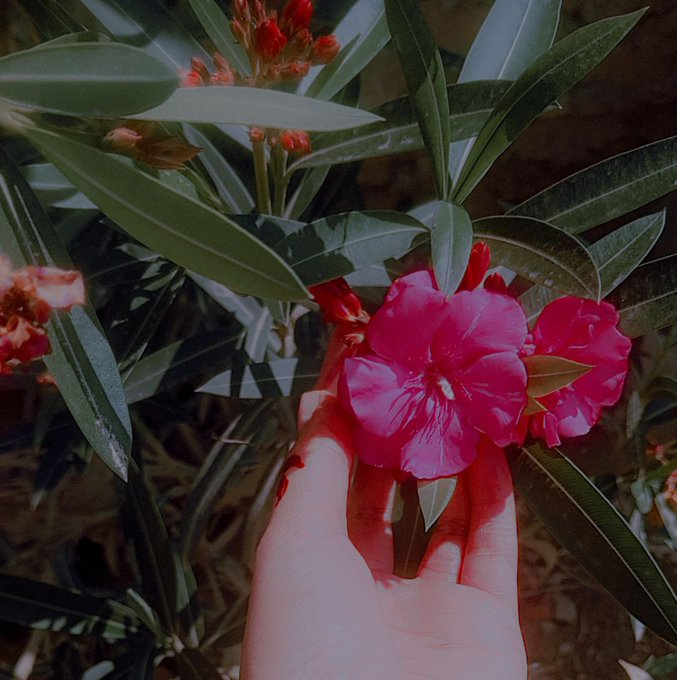 A hand gently holds a vibrant pink oleander flower in bloom, with green leaves and red buds visible in the background.