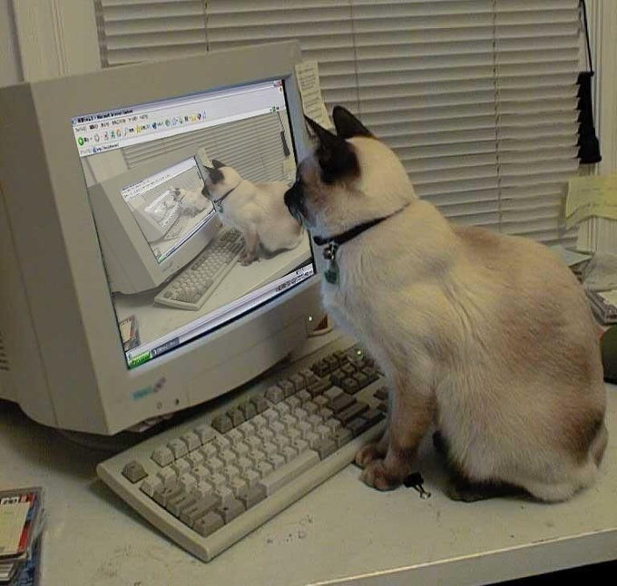 A Siamese cat sits at a desk looking at itself on an old CRT computer monitor, with the image of the cat visible on the screen.
