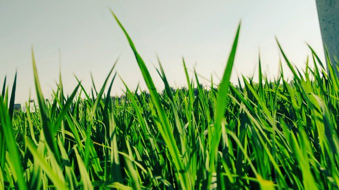 A low-angle, close-up view of vibrant green grass blades reaching toward a bright, hazy sky.