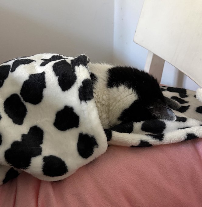 A black and white cat sleeping while curled up under a black and white spotted blanket on a pink bed.