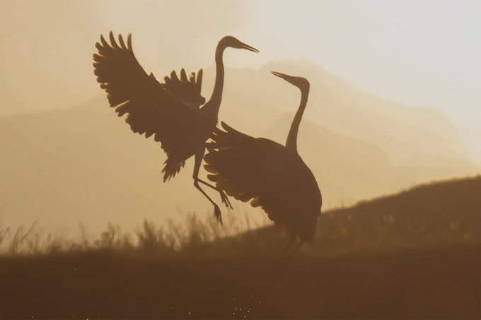 A silhouette of two large birds with long necks, possibly cranes, gracefully interacting in mid-air against a warm, hazy sunset landscape with mountains.