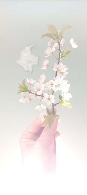A delicate hand holds up a branch of small white and pink blossoms, captured with a soft, dreamy pastel filter and bright lighting.
