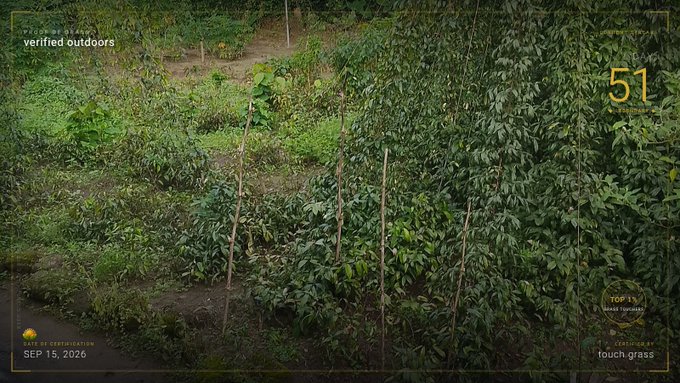 A digital interface with overlays including 'verified outdoors', 'SEP 15, 2026', 'TOP 1%', and 'fouch·grass' displays a view of lush green foliage with thin support sticks in a garden setting.