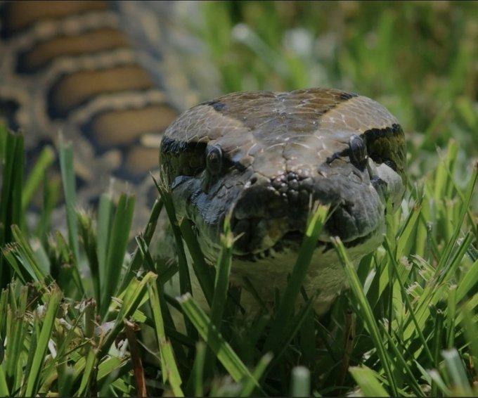 A close-up of a snake lurking in grass, symbolizing a hidden threat—suggesting Bitcoin investors are being lulled into a false sense of security, only to be ambushed by a brutal downturn that defies their expectations of an October bottom.