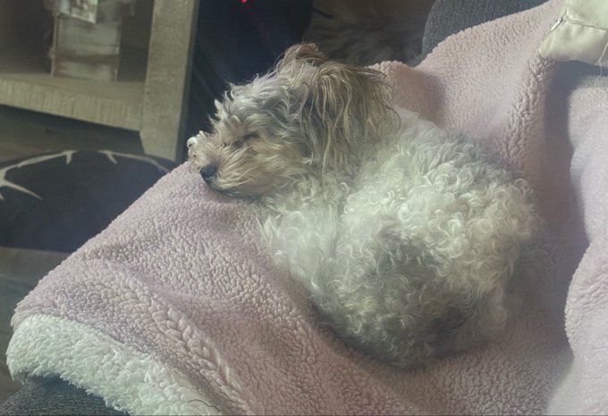 A small, scruffy light-brown and white curly-haired dog curled up sleeping on a pink fleece blanket on a couch.