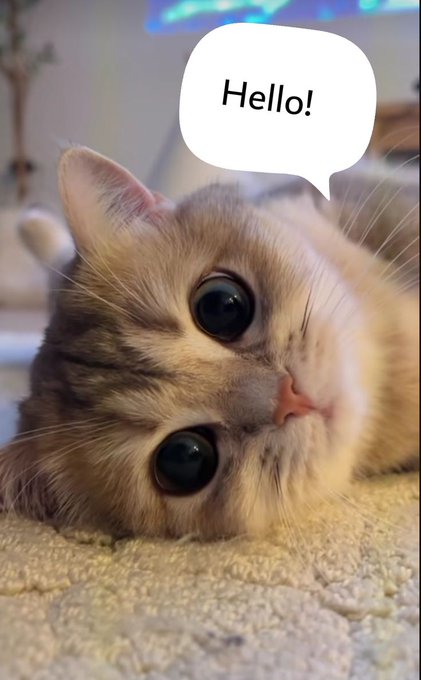 The image features a cat lying down on its side, looking directly at the camera. The background of the photo shows a white wall, which contrasts nicely with the brown carpeted floor where the cat is resting. There's also an object that appears to be a computer mouse or a remote control, placed near the cat and slightly above it.
