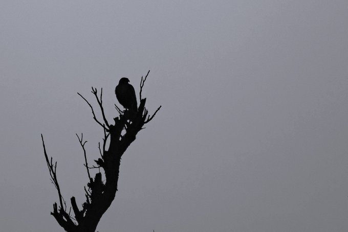 A black silhouette of a bird perched atop a leafless tree branch against a uniform pale gray sky.