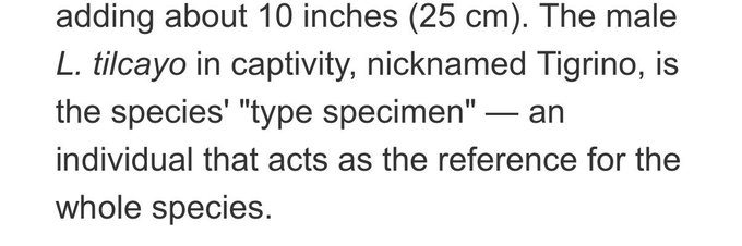 A text excerpt describing a male L. tilcayo lizard nicknamed Tigrino, noting it serves as the type specimen for its species.