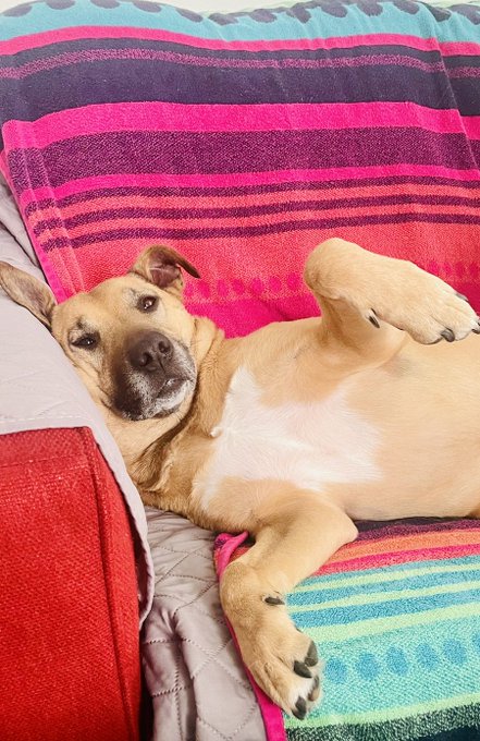 A tan and white dog lies upside down on a colorful striped blanket, looking up at the camera with its paws in the air.