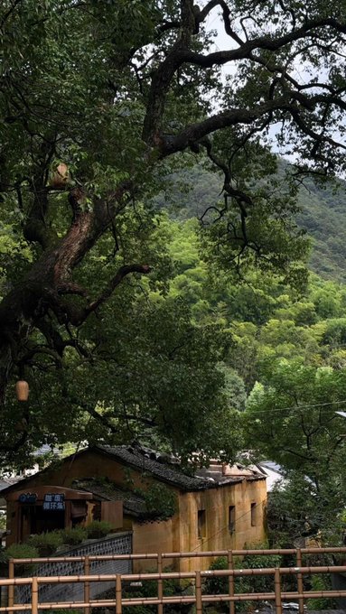 A scenic view shows traditional yellow earthen houses nestled among lush green trees and hills, with a bamboo fence in the foreground.