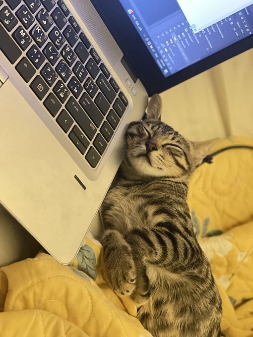 A tabby cat sleeping peacefully next to an open laptop with Japanese keyboard layout, resting on a yellow floral blanket.