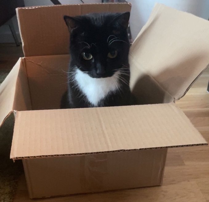 A tuxedo cat with black fur and a white chest sits inside an open cardboard box on a wooden floor, perfectly capturing the classic "cats love boxes" phenomenon. The image humorously illustrates the post's mix of crypto enthusiasm and feline nostalgia, showing the user's beloved cat as a reminder of why they want to invest in "cat coins."