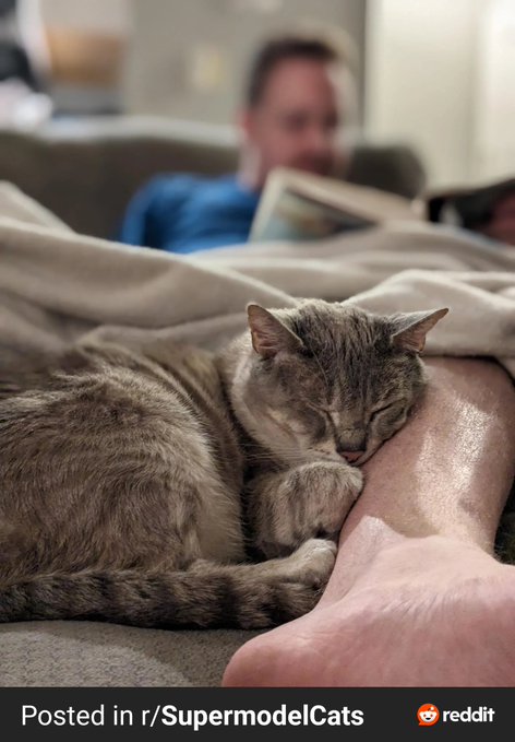 A tabby cat sleeps peacefully curled up next to a person's bare foot, with a blurred man reading on a couch in the background; text reads 'Posted in r/SupermodelCats'.