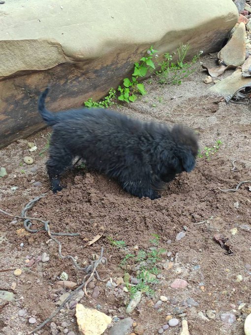 A small, fluffy black puppy sniffs at a patch of freshly dug dirt on the ground near a large stone, with small green plants growing nearby.