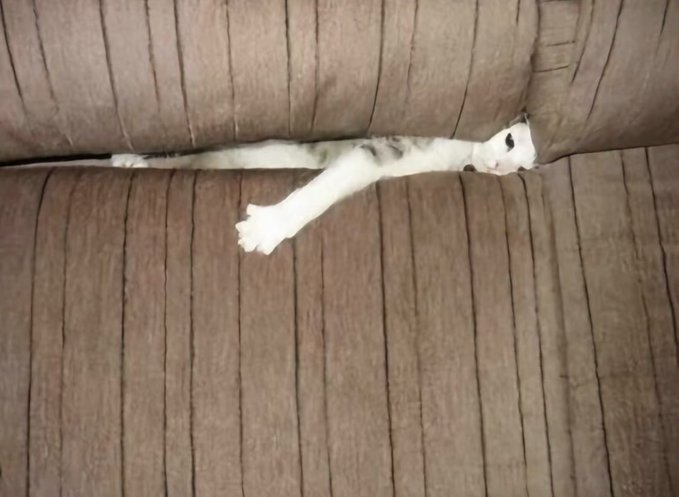 A white cat lies sprawled on a brown couch with one paw dangling off the cushion, in a pose so limp it looks like it has already "shorted" itself out—mirroring the post's tongue-in-cheek take on ZEC's $1,210 price.