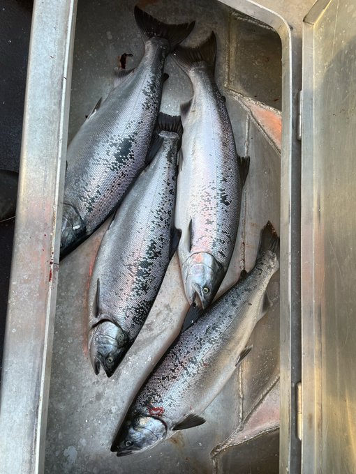 Several large salmon packed tightly in ice inside a metal container, with visible blood spots and silvery-blue skin.