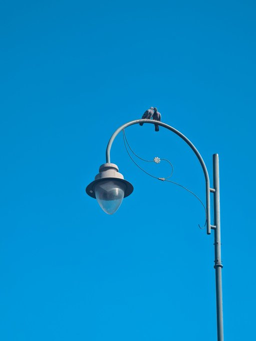 A pigeon perches atop a curved street lamp against a vivid blue sky, embodying the "Feathered Kiss" theme of the artwork with its delicate presence atop the urban fixture.