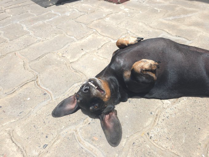 A black and tan dachshund lying playfully on its back on a light gray, patterned paved surface in the sunlight, looking up with its paws curled.
