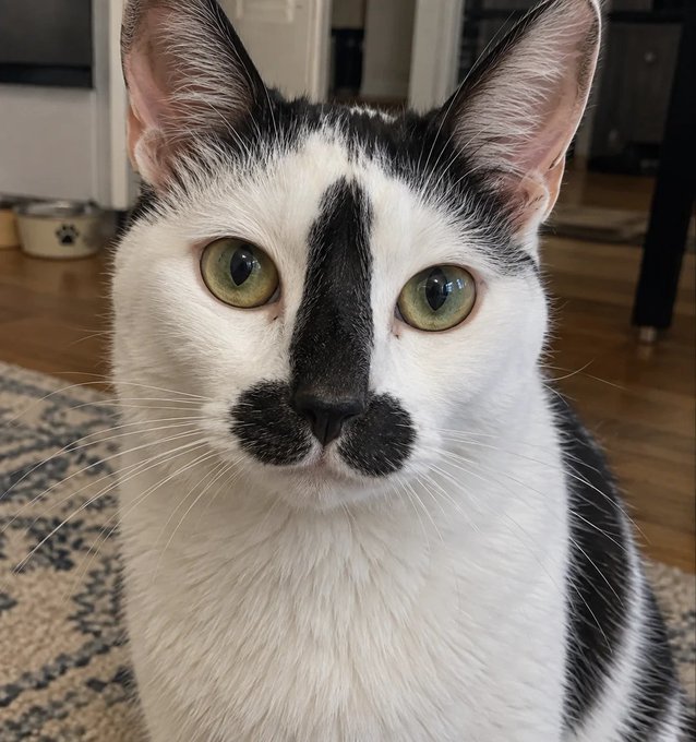 A close-up portrait of a black and white cat with large green eyes and distinctive black markings on its nose and forehead, sitting indoors on a patterned rug.
