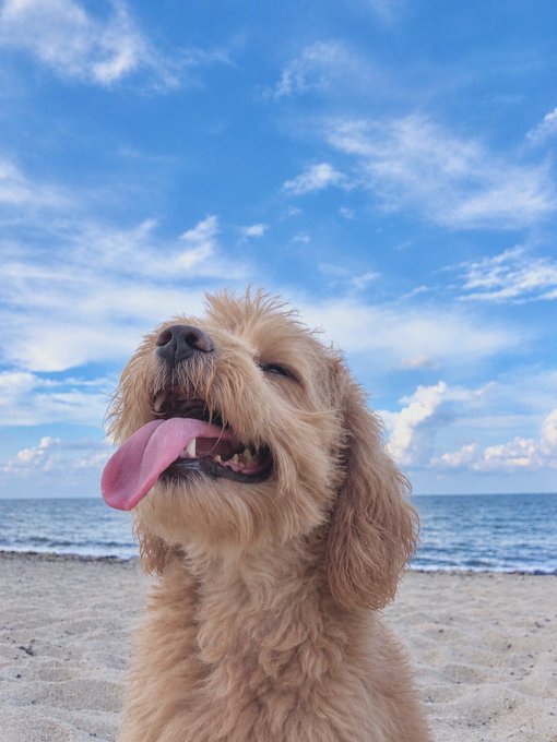 A close-up photograph of a golden-colored dog with curly fur, its eyes closed and tongue hanging out, enjoying the breeze at a sandy beach under a bright blue sky.