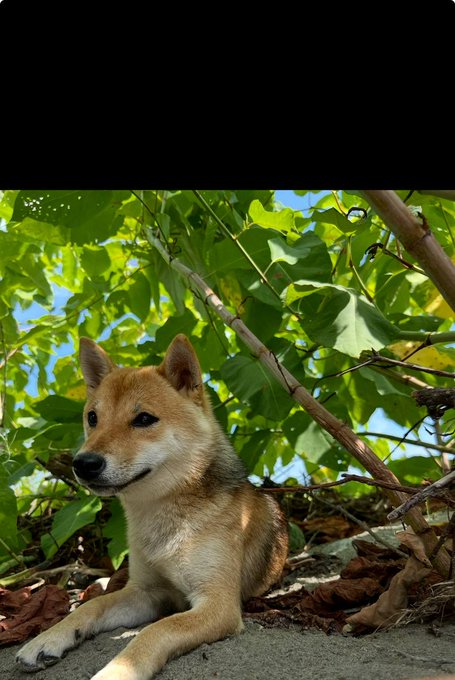 A Shiba Inu dog lying in the shade under green leafy branches on sandy ground.