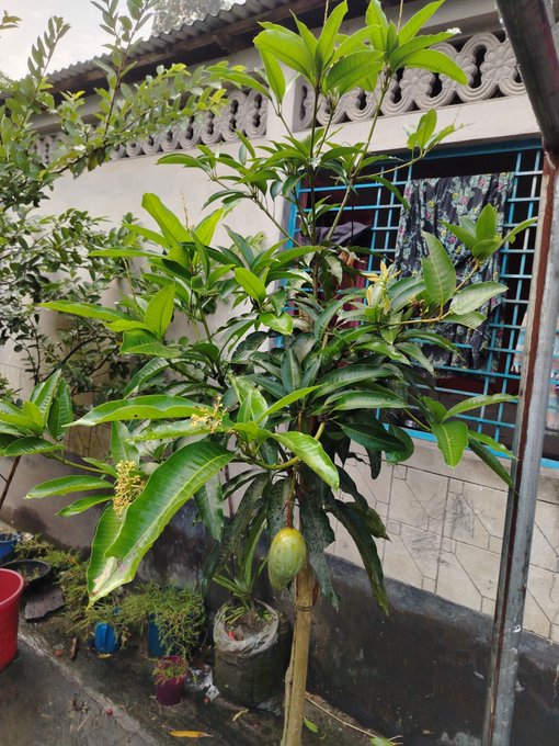 A potted mango tree with a single small green fruit growing in a home garden, surrounded by tiled walls and laundry hanging on a rack.