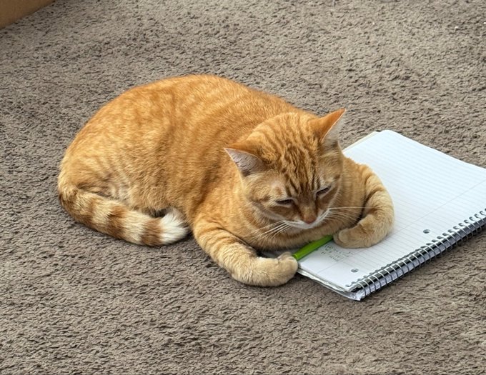 An orange tabby cat lying on a carpeted floor with its paws resting on a spiral notebook and a green pen.
