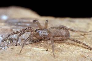 A close-up photograph of a brown spider on a textured surface.