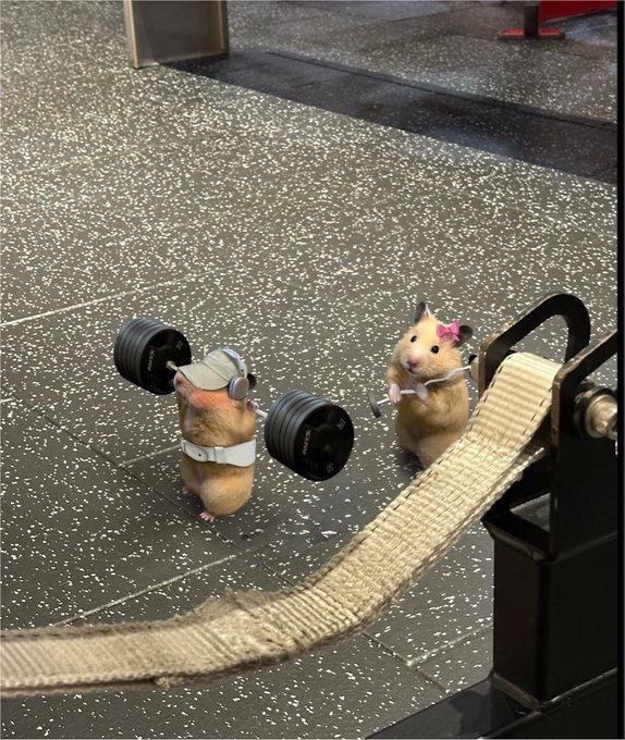 Two hamsters wearing headphones stand near a barbell on a gym floor, with one holding a clipboard and the other wearing a lifting belt.