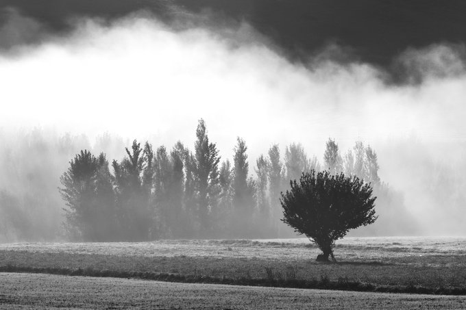 A solitary tree stands in a misty, monochrome landscape, with fog rolling over a distant treeline in the background, evoking the haunting atmosphere referenced in the artwork title "Forest in the Fog." The black-and-white composition emphasizes the ethereal, dreamlike quality of the scene, perfectly aligning with the piece's evocative name.