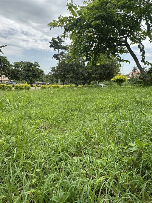A low-angle photograph of tall green grass with trees, parked cars, and a cloudy sky in the background.