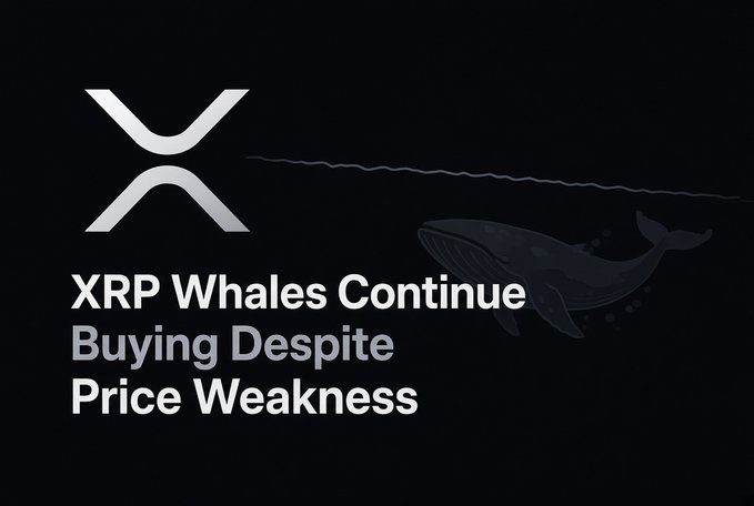 A dark news graphic with the XRP logo and a whale illustration, displaying the headline 'XRP Whales Continue Buying Despite Price Weakness'.