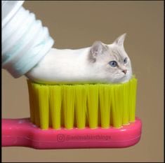 A humorous image showing a small white kitten squeezed into the head of a pink and yellow toothbrush, with a hand squeezing toothpaste in the background.