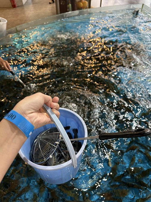 A hand holding a light blue bucket containing a strainer catches fish over a large indoor pool, while another person uses a net in the background.