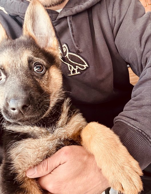 A close-up selfie of an adorable German Shepherd puppy being held by a person wearing a black OVO hoodie.