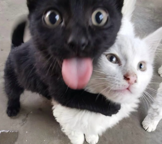 A close-up photo of two kittens, one black and one white, with the black kitten hugging the white one from behind while sticking its pink tongue out.