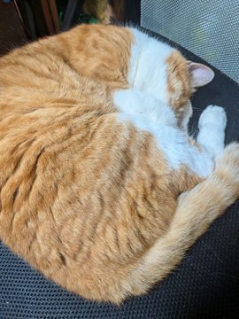 An orange and white tabby cat curled up sleeping on a dark textured chair.