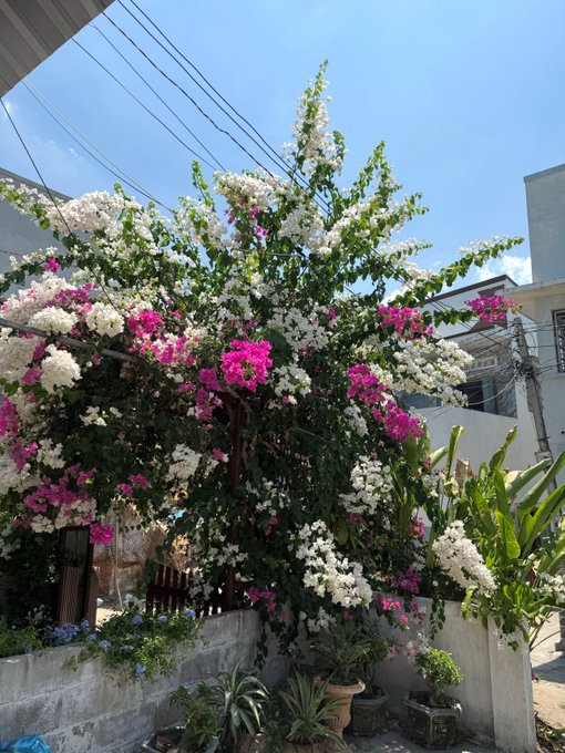 A bougainvillea plant with vibrant pink and white flowers blooming abundantly against a clear blue sky in a residential courtyard.