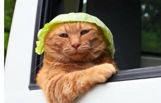 An orange tabby cat wearing a lettuce leaf on its head peers out of a car window with a sleepy expression.